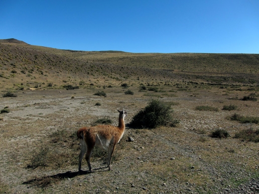 guanaco