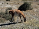 guanaco