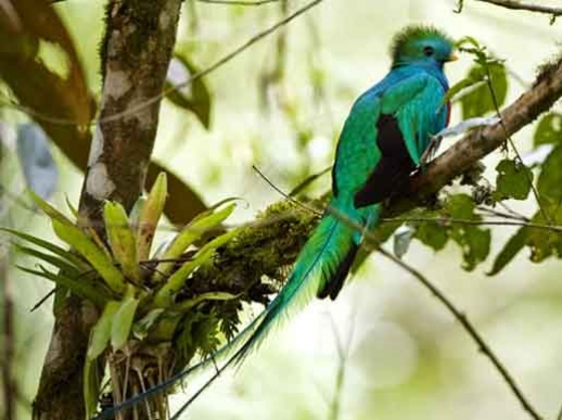 quetzal