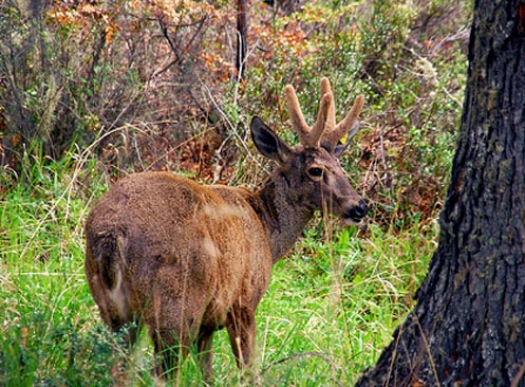 huemul