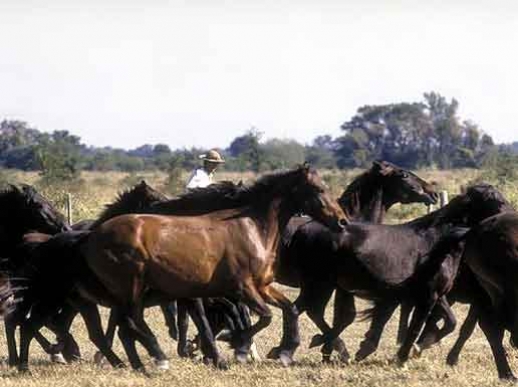 cavalli parque  luro