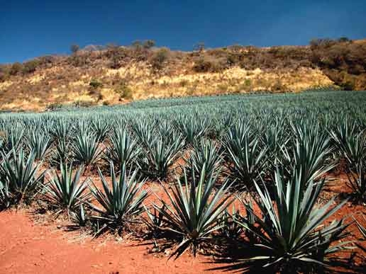 agave tequila viaggiinamericalatina.it