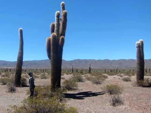 Parque Los Cardones