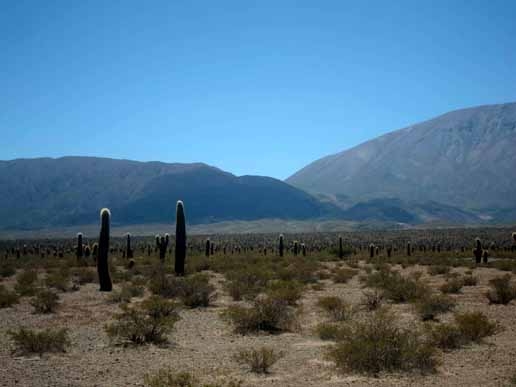 Parque Los Cardones